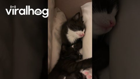 Six-Week-Old Passes Out|| ViralHog