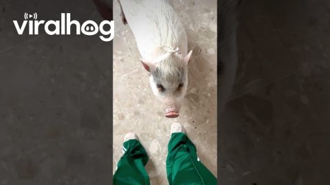 Pig Doesn't Like Blue Pants || ViralHog