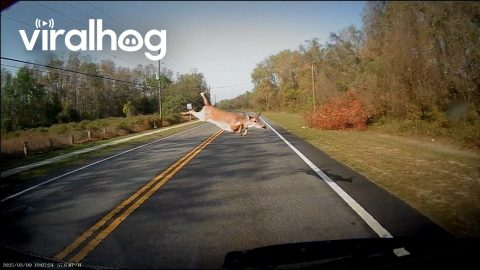 Voice Message Interrupted By Jumping Deer || ViralHog