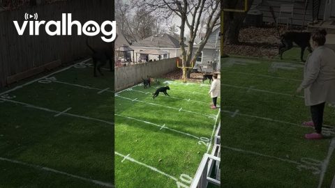 Backyard Puppy Bowl || ViralHog