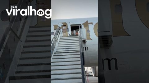 Little Bird Needs a Boarding Pass || ViralHog