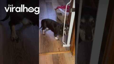 Old Dog Confused By Easy Obstacle || ViralHog
