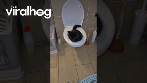 Black Cat Urinates In Toilet || ViralHog