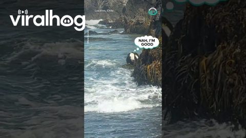 Cow Grazes On Seaweed || ViralHog