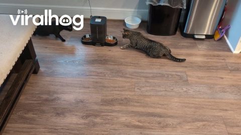 Cats Cautious of New Automatic Feeder || ViralHog