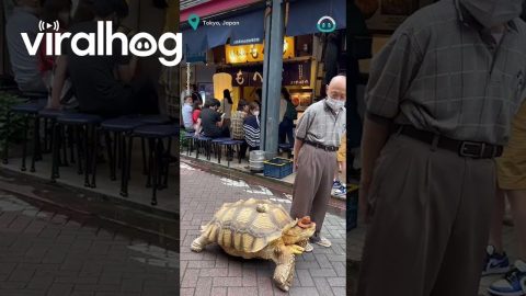 Bon The Giant Tortoise Goes For A Walk || ViralHog