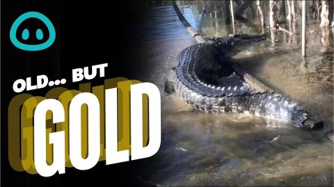 Giant Saltwater Crocodile Walks Along Flooded Road || ViralHog