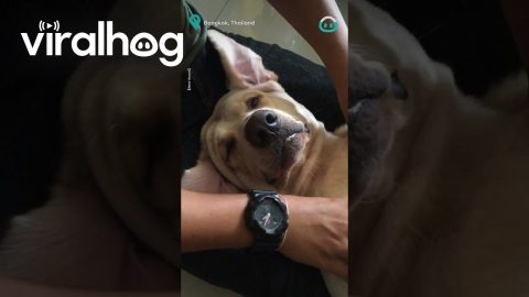 Dog Gets Best Massage Of His Life || ViralHog