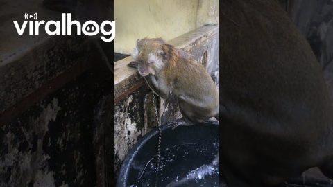 Monkey Bathes In Bucket Of Water || ViralHog