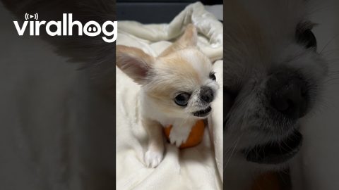 Puppy Squeaks While Protecting Orange || ViralHog