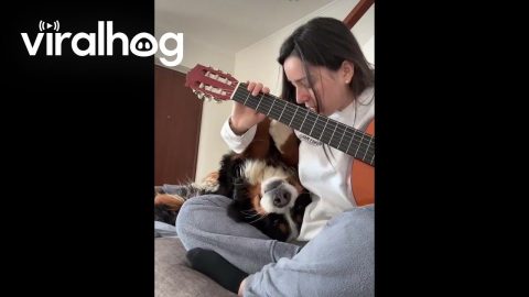 Dog Won't Move For Guitar || ViralHog