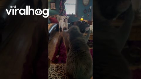 Cat Slaps Line of Boxer Dogs || ViralHog