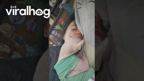 Sphynx Cat Tugs On Piercings || ViralHog