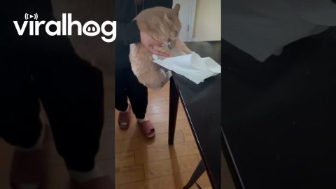 When You Try to Make a Cat Clean Up Its Own Mess || ViralHog