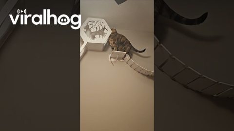 Cat Gets Stuck Playing In Wall-Mounted Furniture || ViralHog