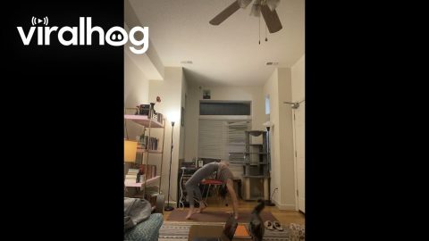 My Cat Wasn't Satisfied With the Speed of My Dropback || ViralHog