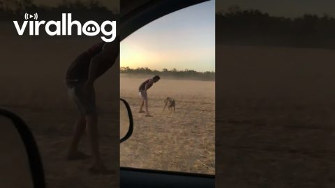 Pig Runs Between Man's Legs || ViralHog