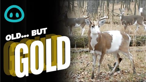 Rare Piebald Whitetail Deer Herd || ViralHog