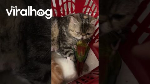 Conure Wants to Cuddle With Mom Cat And Kittens || ViralHog