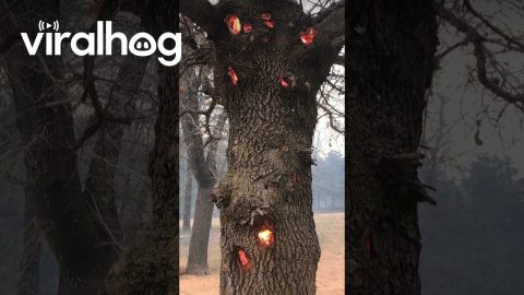 Chimney Tree Burns From Inside Out || ViralHog