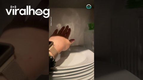 Reflection Looks Like Sid The Sloth || ViralHog
