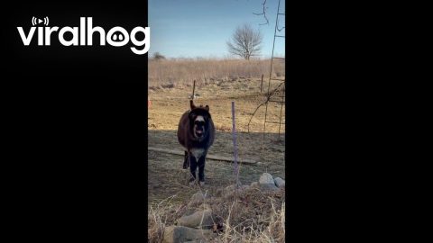 Donkey Has A Lot To Say || ViralHog