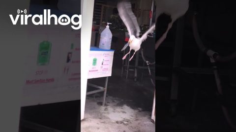 Sneaky Gull Pilfers Fish Market || ViralHog