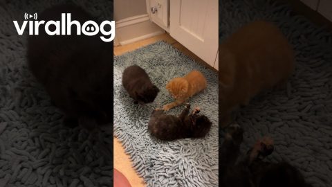 Clumsy Kittens Kick In Lower Case || ViralHog
