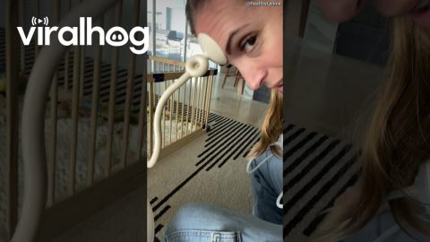 Suction Cup On Forehead Leaves Big Mark || ViralHog