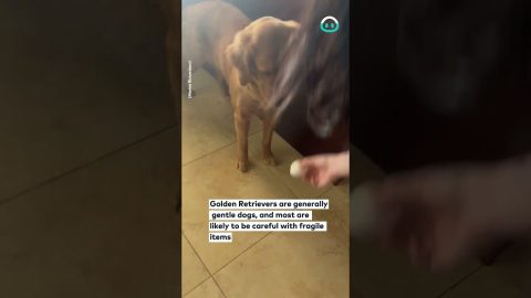 Golden Retriever Is Not Gentle With Egg || ViralHog