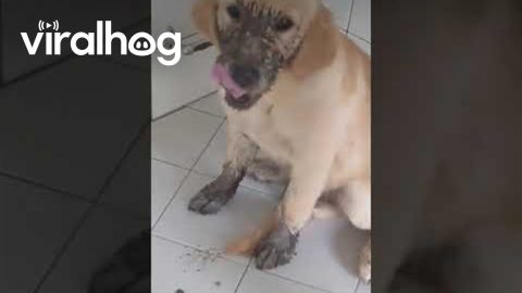 Muddy Golden Retriever Puppy Makes Mess In Home || ViralHog