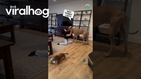 Pretending to Faint in Front of My Dog || ViralHog