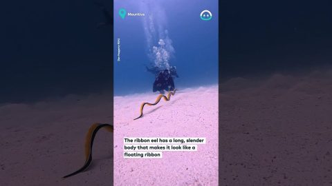 Meeting A Beautiful Ribbon Eel || ViralHog