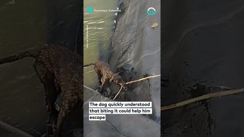 People Help Genius Dog Escape || ViralHog