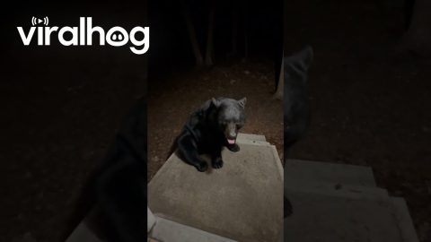 Black Bear Sits on command || ViralHog