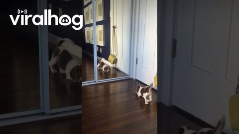 Puppy Discovers Her Reflection || ViralHog