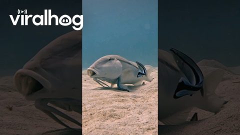 Cleaning Pit Stop For Goatfish || ViralHog