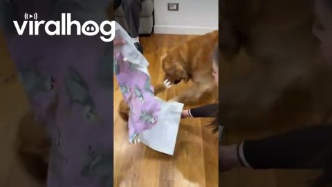 Golden Retriever Opens Present || ViralHog