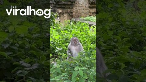 Monkey Trades Phone for Food || ViralHog