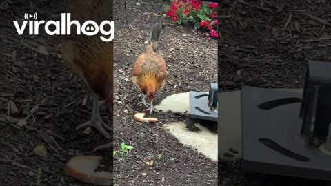 Fresh Fast Food || ViralHog