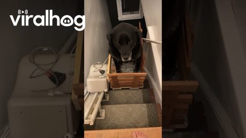 Old Dog Uses Custom Stair Lift || ViralHog