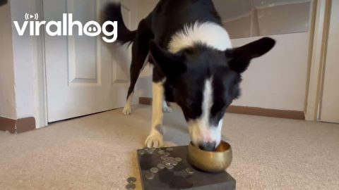 Border Collie Places Coins In Pot Of Gold || ViralHog