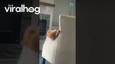 Orange Cat Fights Armchair || ViralHog