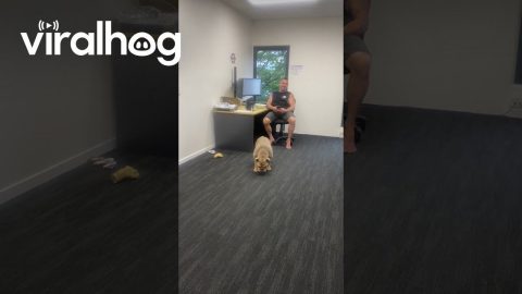 Office Dog Launches Ball || ViralHog