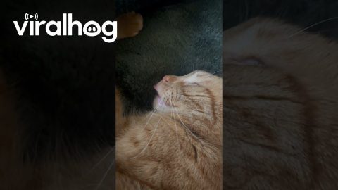 Cat Dreams Of Drinking Milk || ViralHog
