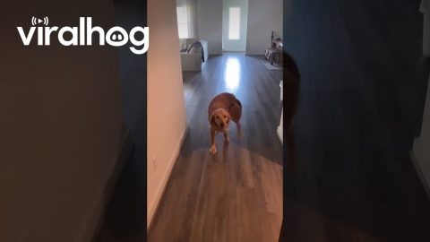 Dog Spins With Joy At Dad Being Home || ViralHog