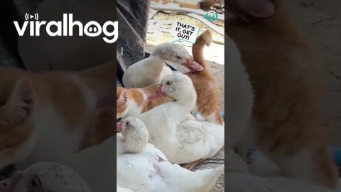 Cat Disrupts A Group of Sleeping Ducks || ViralHog