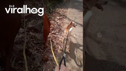 Walking My Dog Alongside A Cow || ViralHog