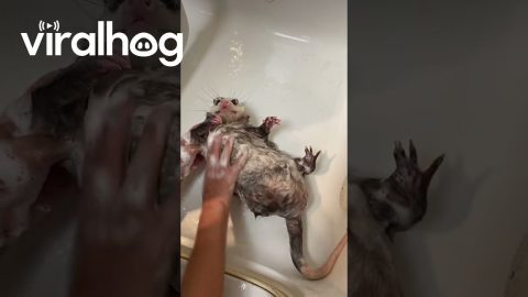 Opossum Bathtime || ViralHog