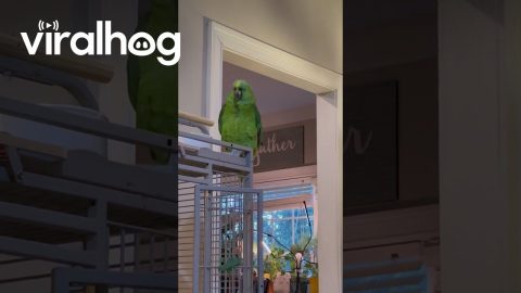 Parrot Curses At Guest || ViralHog